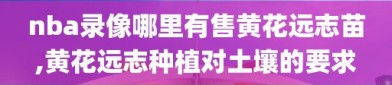 nba录像哪里有售黄花远志苗,黄花远志种植对土壤的要求